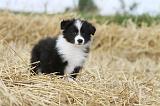 BORDER COLLIE 601